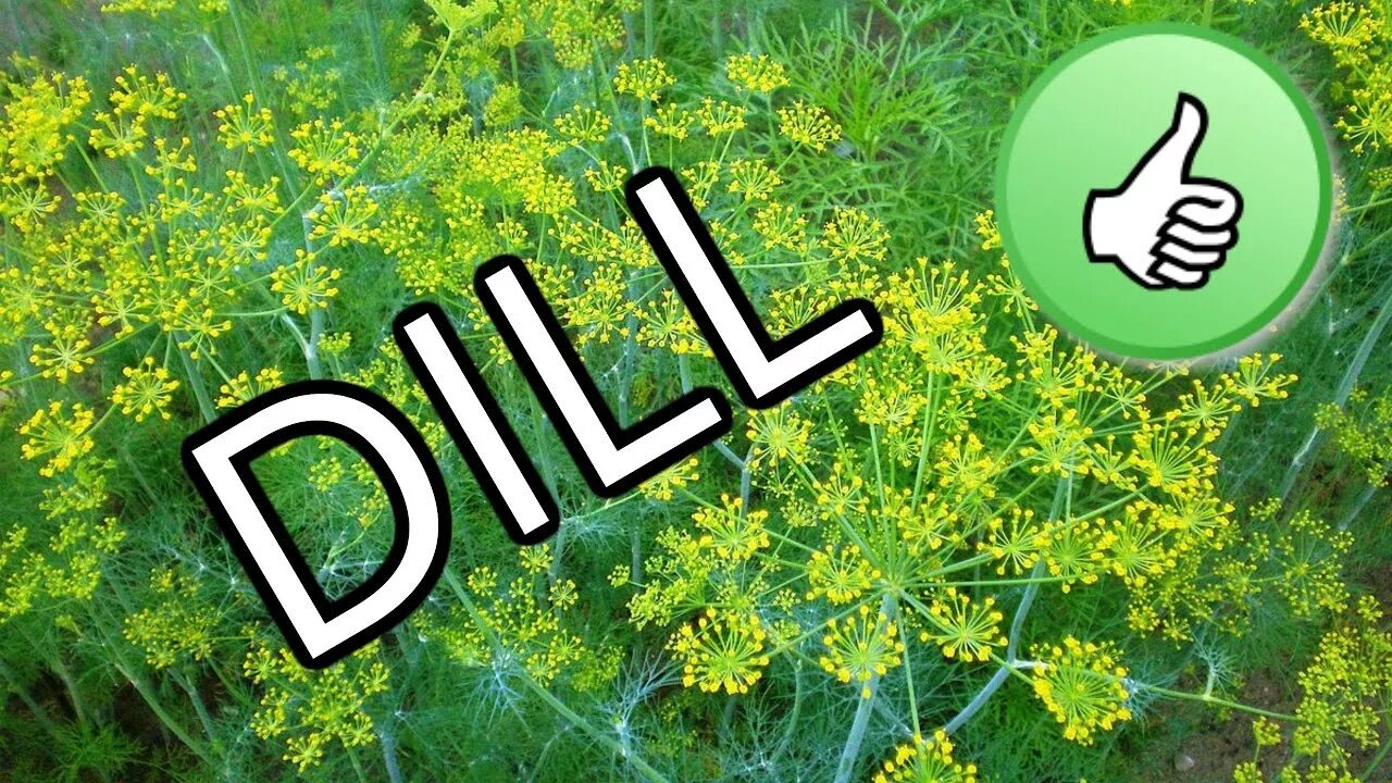 Dill перевод. Укроп на английском. Укроп надпись. Укроп перевод. Укроп по французски.