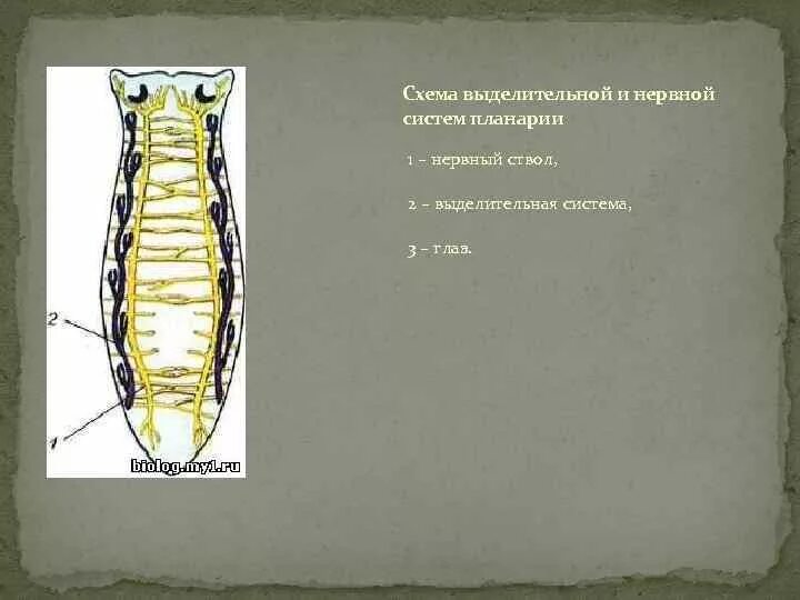Нервная система плоских червей. Схема выделительной системы и нервной системы планарии. Схема выделительной и нервной системы планарии рис.51. Класс плоские черви выделительная система.