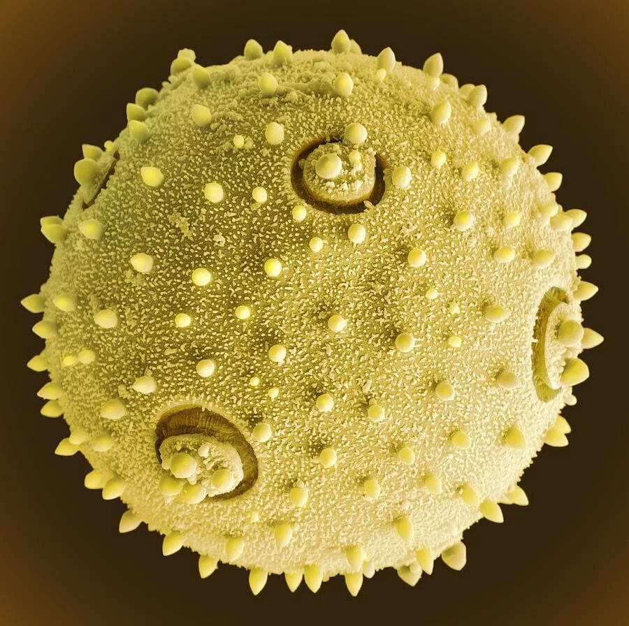 Пыльца сосны микроскоп. Пыльца амброзии под микроскопом. Пыльца сосны микропрепарат. Пыльцевое зерно микроскоп. Как выглядит пыльца