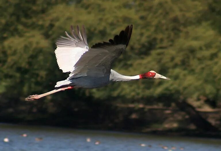 Стерх -журавль якутии. Tall birds. Серый журавль в россии. Blue crane. Восточно африканский венценосный журавль.