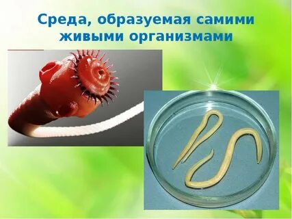 Среда образуемая живыми организмами