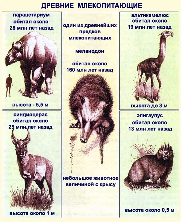 Млекопитающие примеры названия. Древние млекопитающие. Эволюция млекопитающих. Предки млекопитающих. Млекопитающие представители.