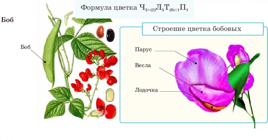 Какую формулу цветка имеют бобовые. Строение бобовых растений формула. Семейство бобовые строение. Формула цветка бобовые Мотыльковые. Семейство Мотыльковые строение цветка формула.