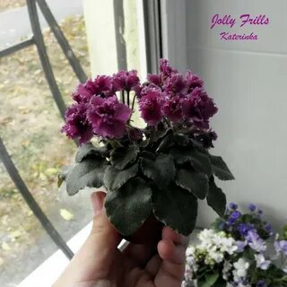 Jolly frills фиалка