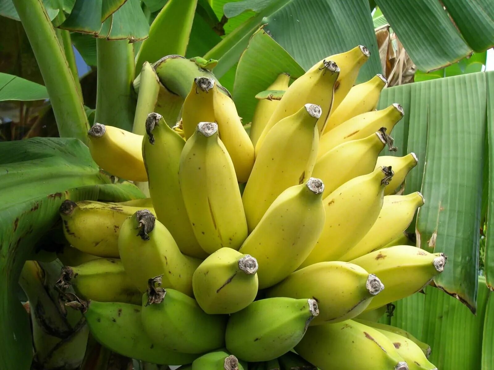 Банан. Десертный банан. Банан растение. Банан фото.