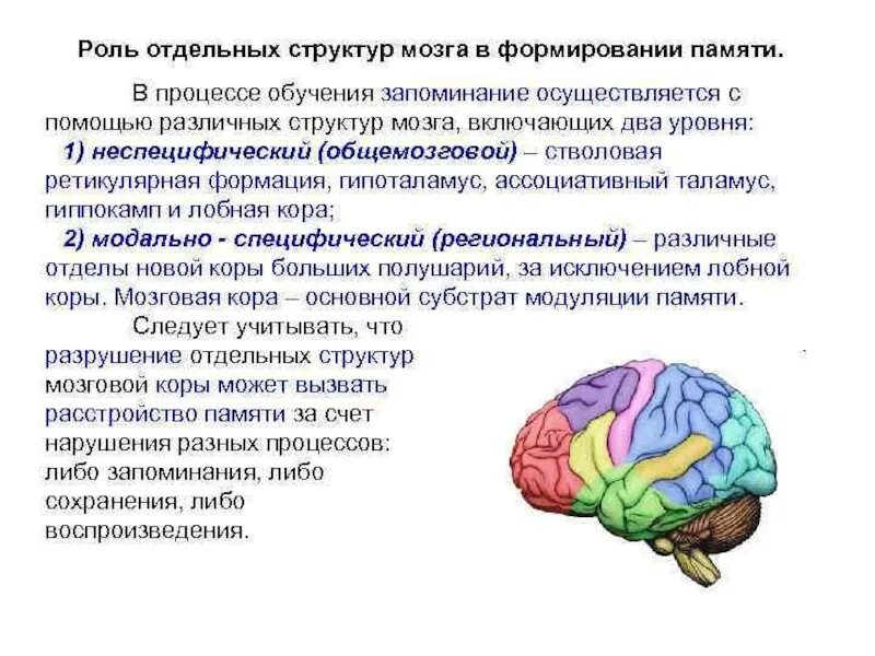 Развитие структур головного мозга. Роль отдельных структур головного мозга в формировании памяти.. структуры мозга, обеспечивающие процессы запоминания. структуры мозга участвующие в формировании долговременной памяти. роль отдельных структур мозга в запоминании..