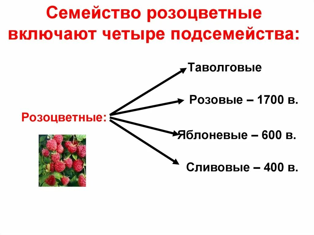 Двудольные семейство Розоцветные. Классификация растений Розоцветные. Семейства двудольных растений Розоцветные. Семейство Розоцветные подсемейства.