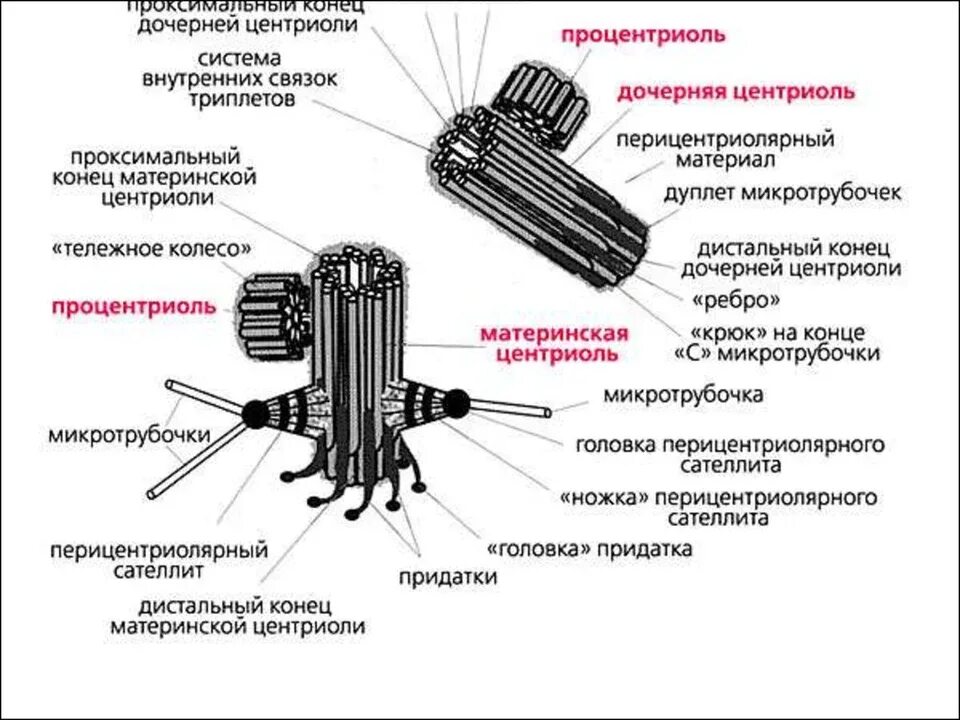 Строение и функции центриоли клетки. Строение центриоли клетки. клеточный центр строение и функции. сателлиты центриоли. схема строения клеточного центра.