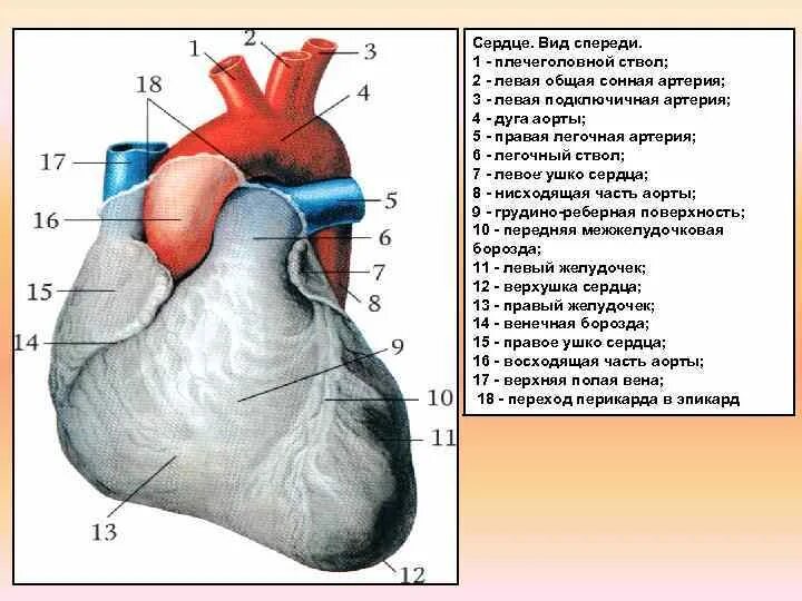 Обозначьте рисунок строение сердца. Внешнее строение сердца вид сзади. Строение сердца снаружи и спереди. Строение сердца человека вид спереди. Строение сердца человека сзади.