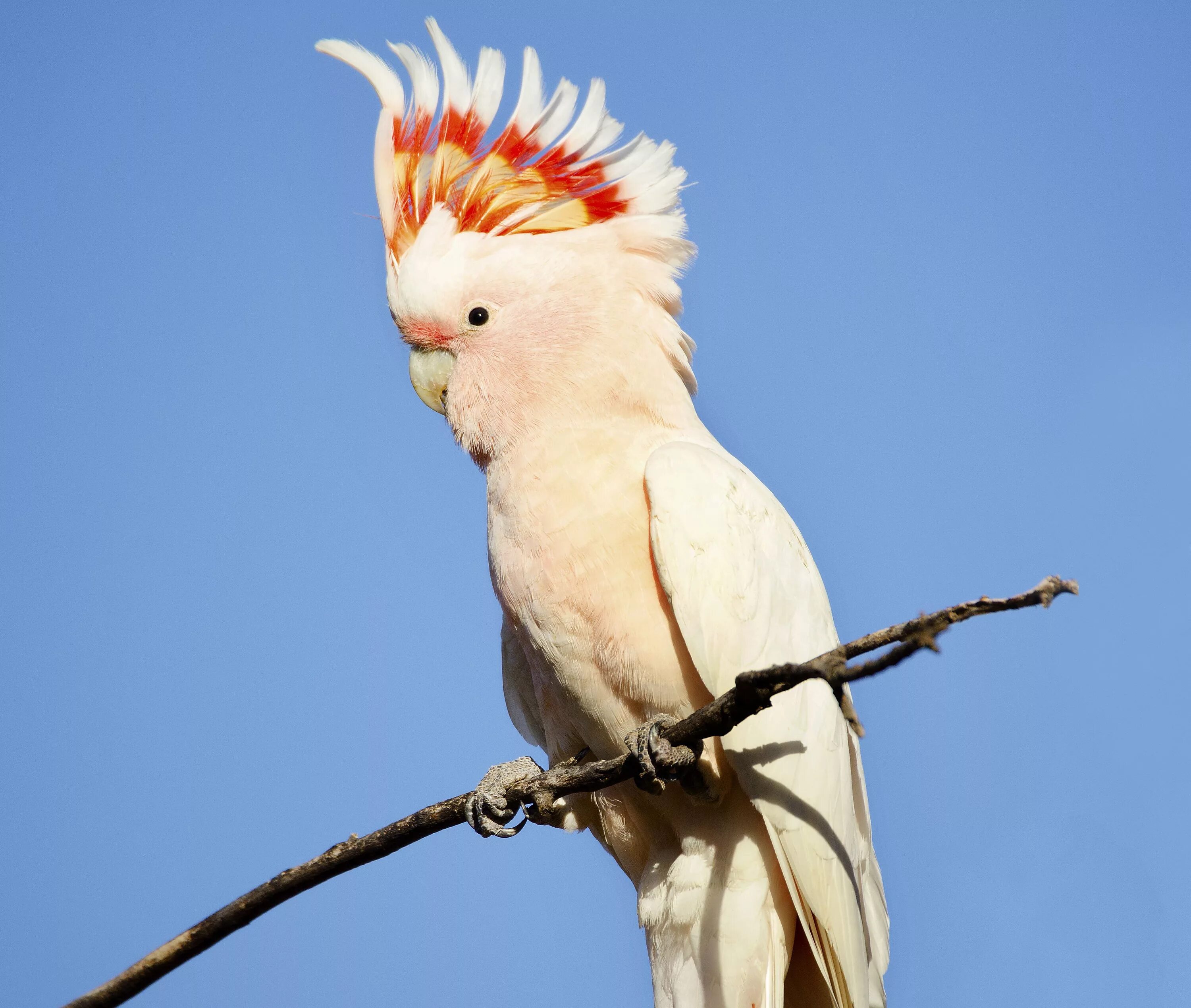 Кто такой попугай. Попугай Какаду. Попугай Какаду розовый молуккский. Молуккский Какаду самка. Желтохвостый Какаду.
