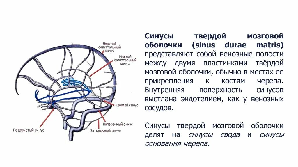 Синус оболочки мозга