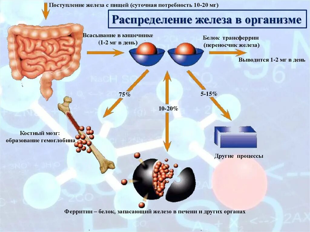 Образование железа