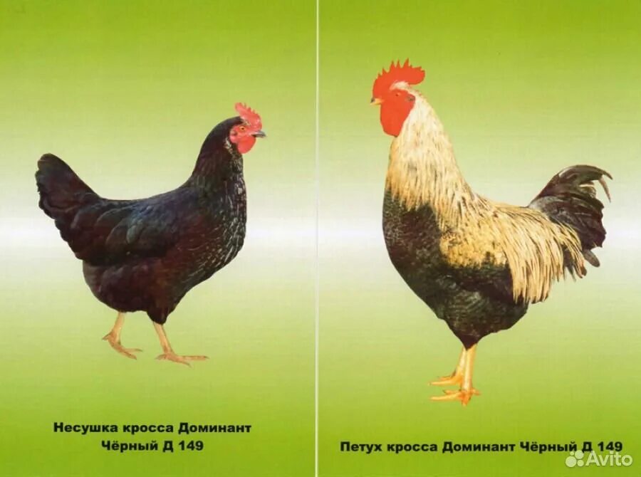 Доминант д149. Доминант d149. несушка доминант д149. куры несушки доминант д107. порода кур доминант 959.