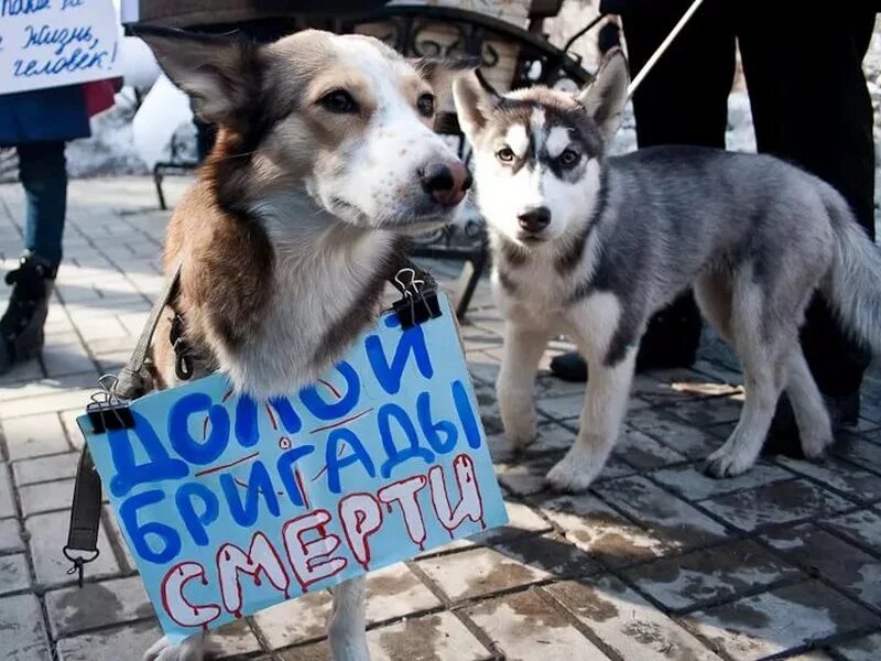 Сайт общества защиты животных. Защита животных. общество защиты животных. защитники животных.