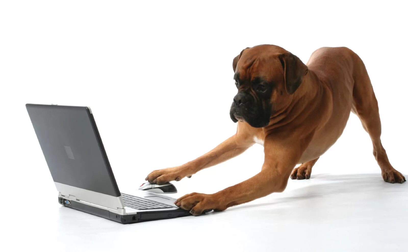 Собака за компьютером. Собака PF rjvg.nthjv. Животные и компьютер. Собака за ноутбуком.