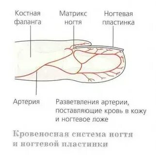 Что такое матрикс ногтя