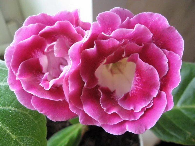 Глоксиния корни луковица. Фузариоз глоксинии. Клубень глоксинии. Клубень глоксинии. Глоксиния клубневая.