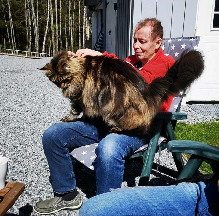 Что такое большие коты