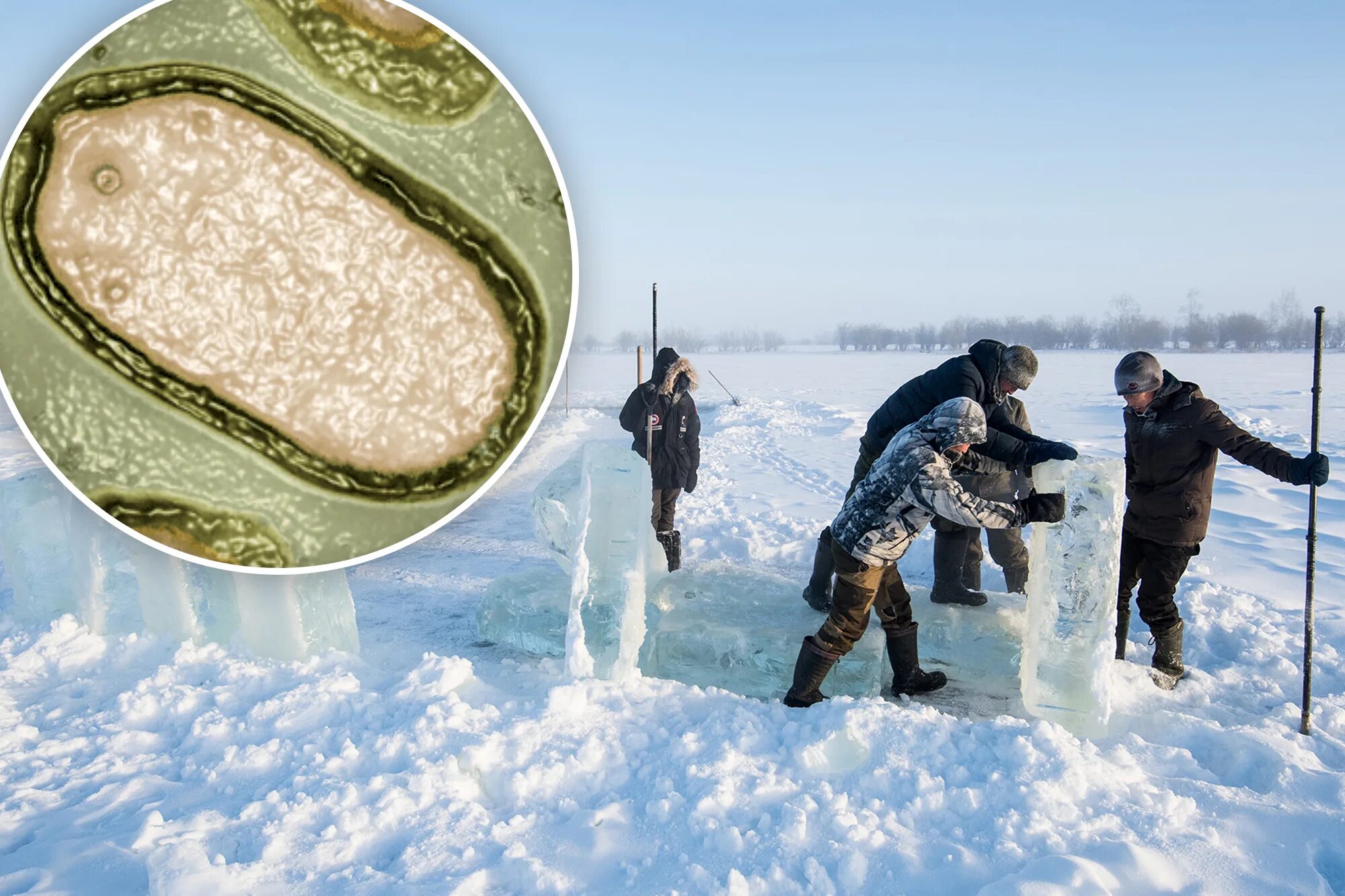 Зомби вирус в сибири