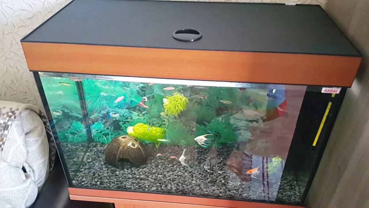 Аквас 50 литров. 50 литровый аквариум. Аквариум барбус 20 литров. Аквариум 50 см высота. Аквариум прямоугольный с крышкой 30 л (венге).
