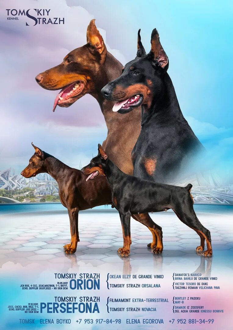 Собака в вертикальном положении. Доберман собака. Доберман и доберман пинчер. Доберман 2023. Доберман 2023.