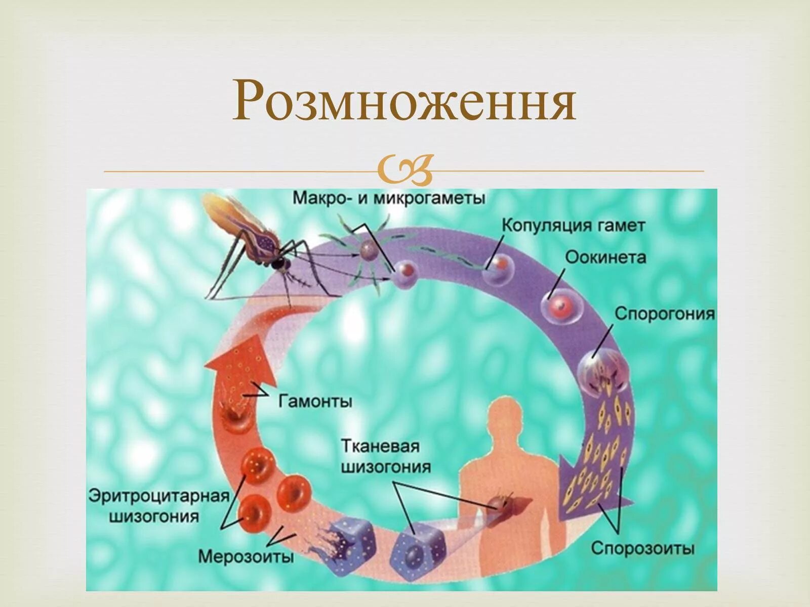 Цикл малярийного плазмодия схема. Цикл размножения малярийного плазмодия схема. Цикл развития малярийного плазмодия. Стадия жизненного цикла паразита малярийного плазмодия.