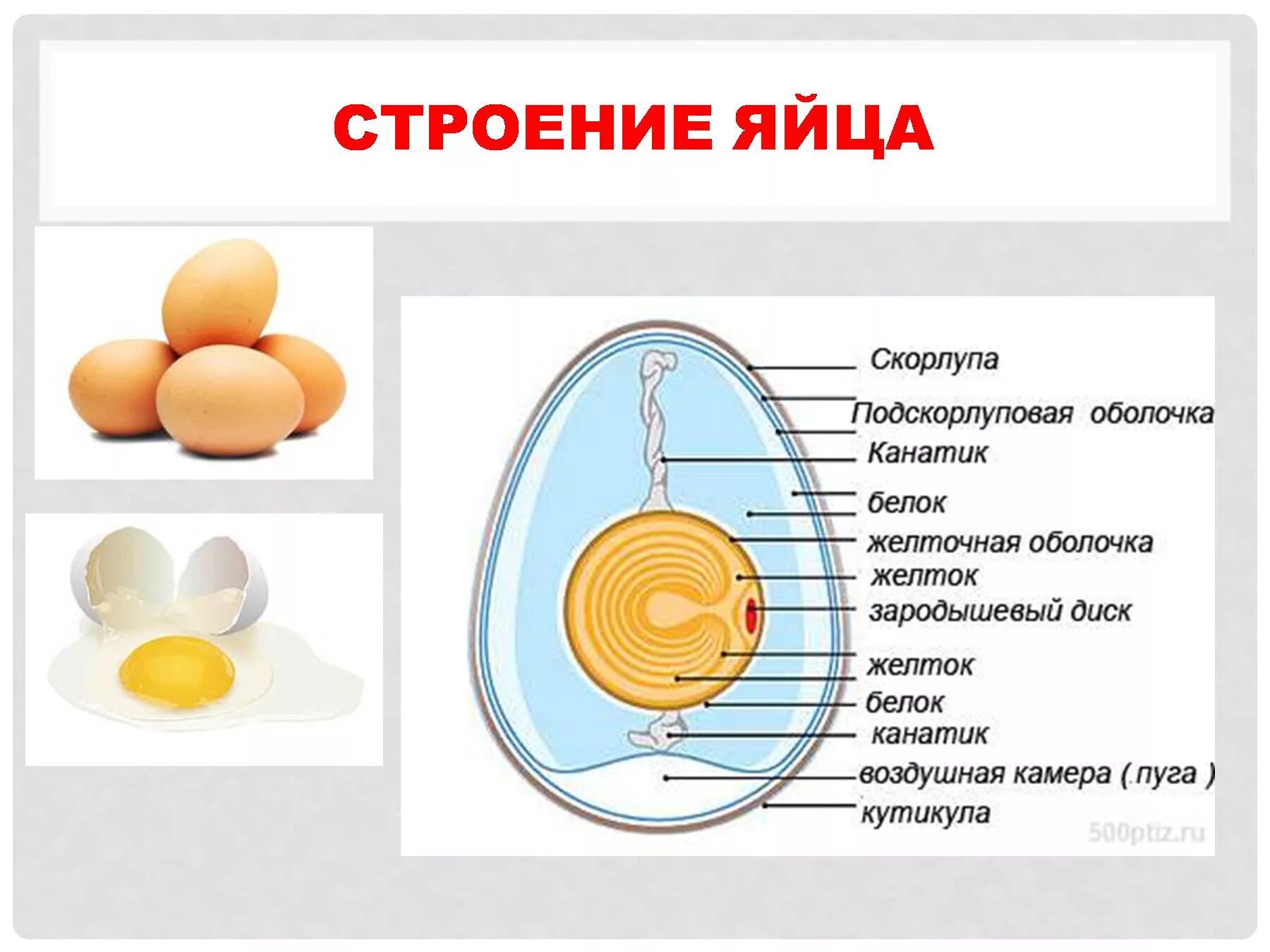 Можно говорить яичко. Строение яйца птицы. Строение яйца Товароведение. Морфологическое строение яйца. Схема строения яйца птицы.
