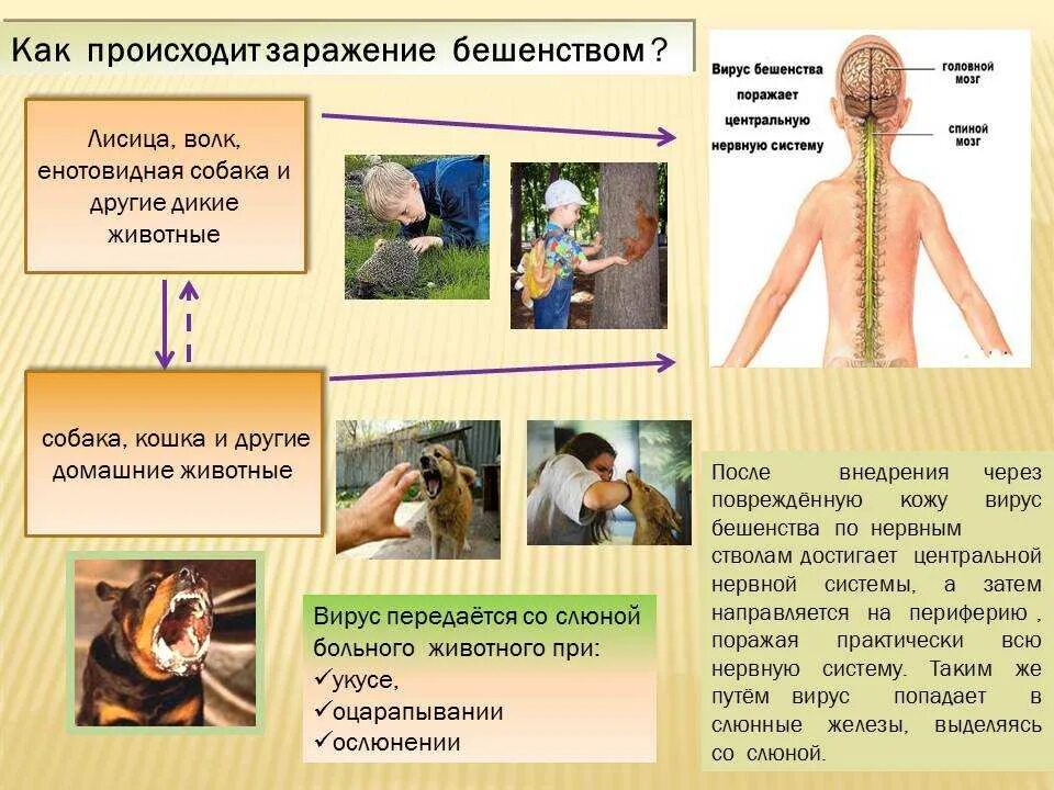 Осложнения бешенства. Профилактика бешенства. Вирус бешенства профилактика. Методы профилактики бешенства. Профилактика бешенства у людей.