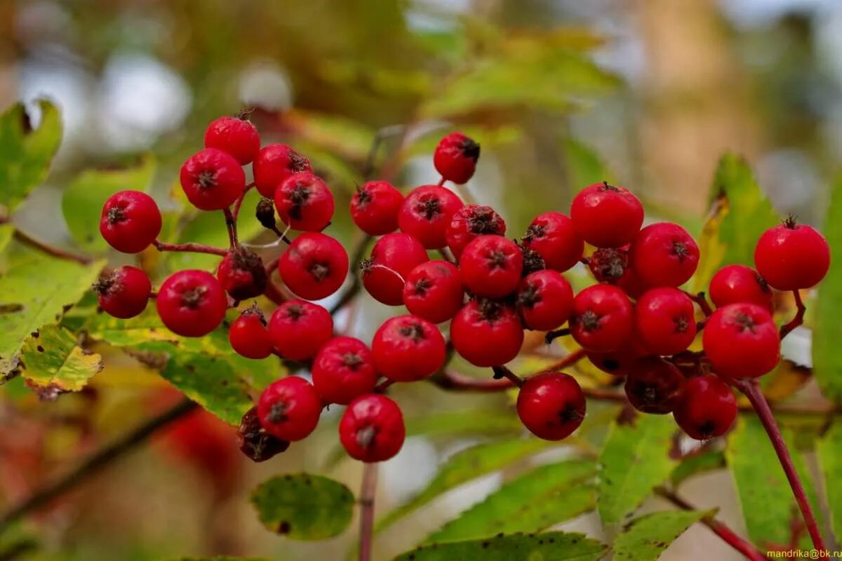 можно ли есть рябину красную. рябина лекарственное растение. лечебные свойства рябины. рябина красная полезные. можно ли есть рябину красную.