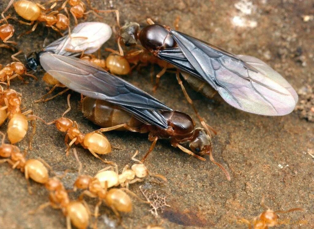 Летающие муравьи в доме. Самка муравья с крыльями. Lasius nearcticus. Крылатые муравьи. Муравьи с крыльями.