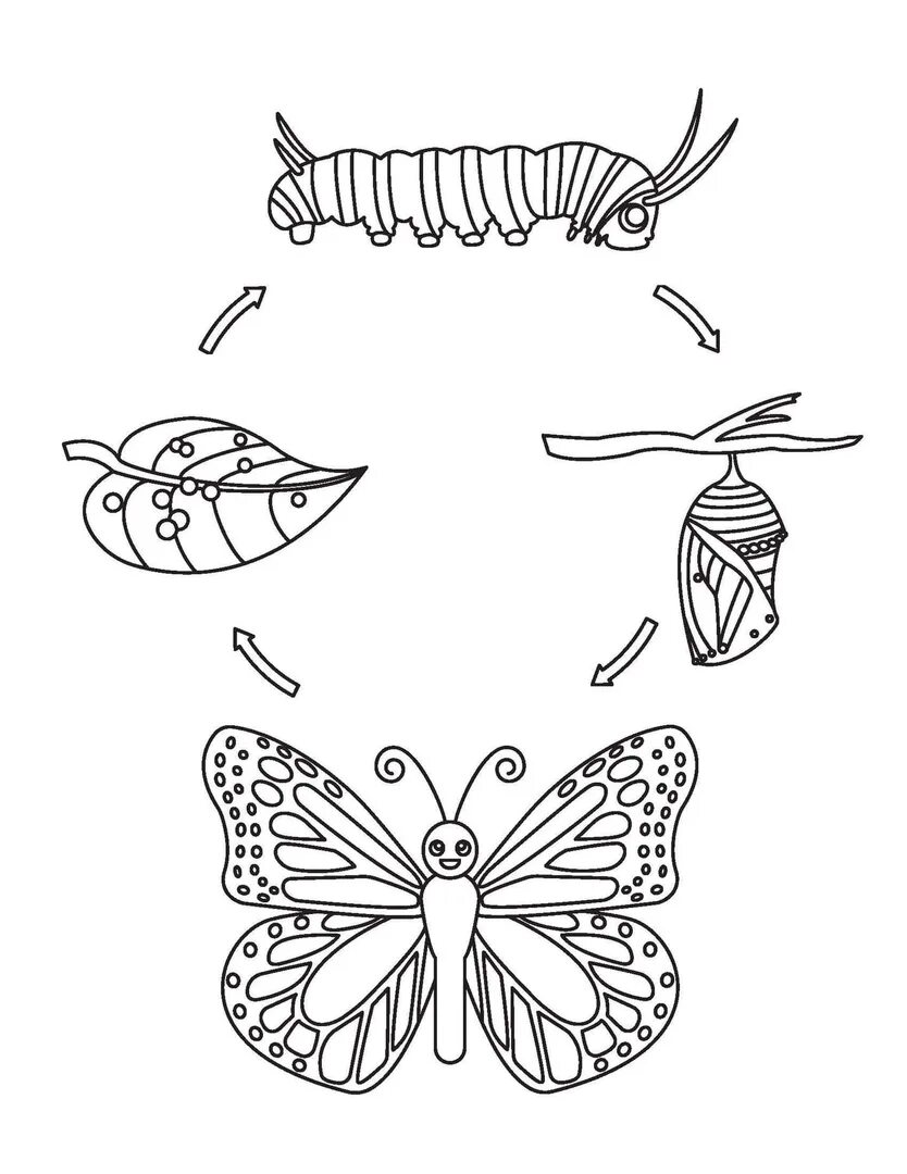 Развитие бабочки схема. Жизненный цикл бабочки схема. Раскраска "бабочки". Бабочка раскраска для детей. Раскраска гусеница и бабочка.