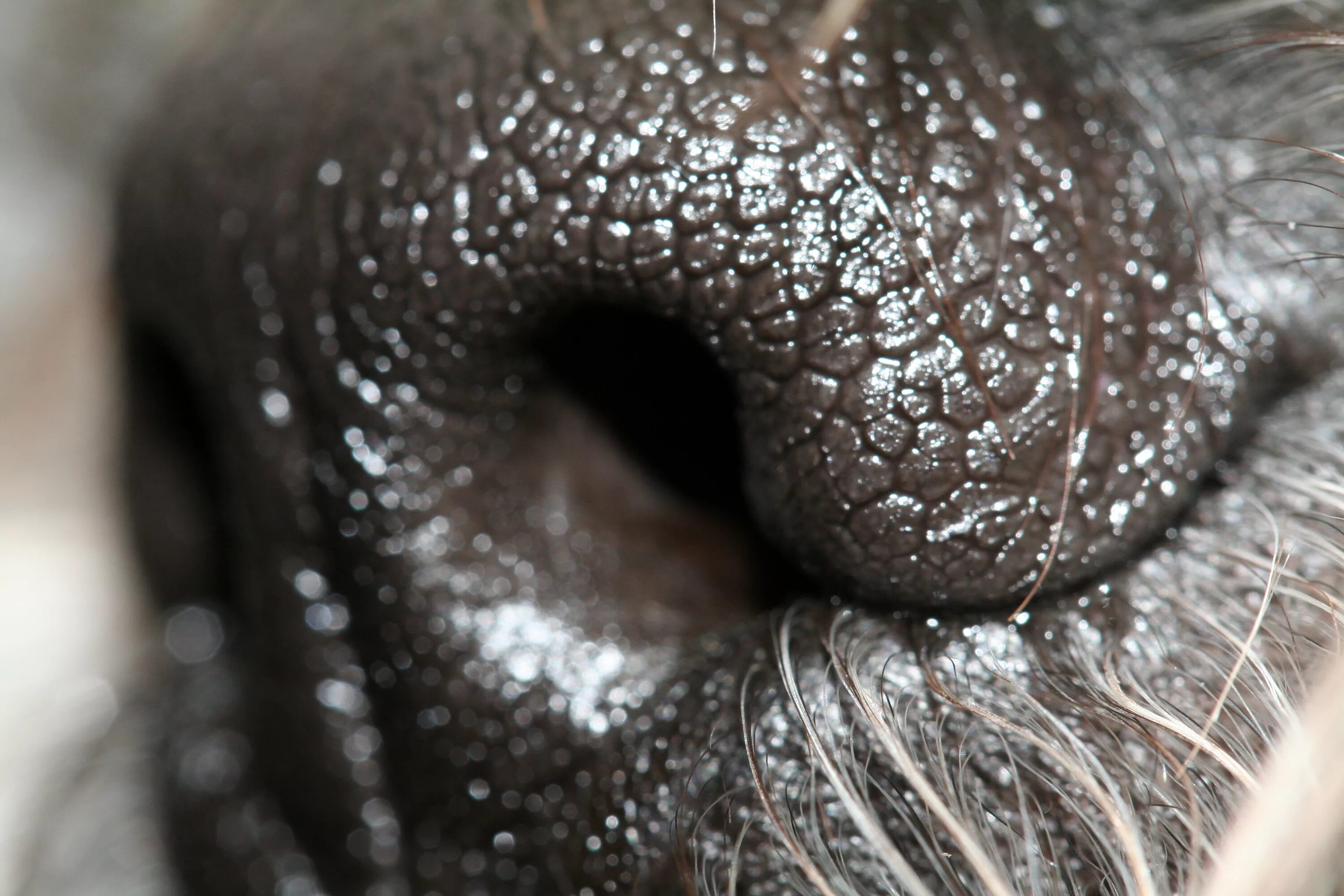 Up close 3. Нос собаки макро. Крупным планом.