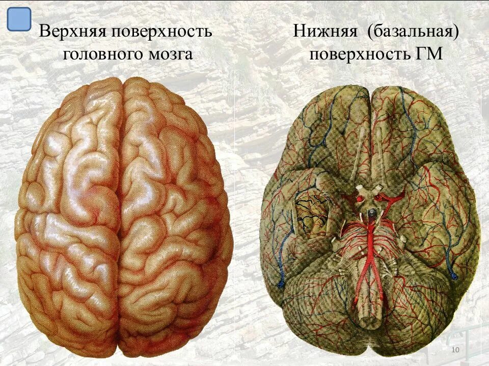 Нижняя поверхность мозга. Поверхности головного мозга. Базальная поверхность головного мозга. Головной мозг базальная поверхность с долями. Верхняя поверхность головного мозга.