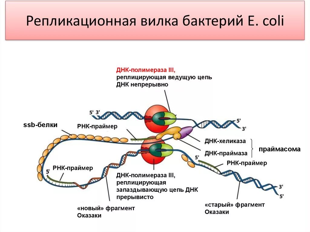Строение ДНК полимеразы 3. ДНК полимераза субстрат. ДНК полимераза репликация ДНК. Функции ДНК полимеразы.