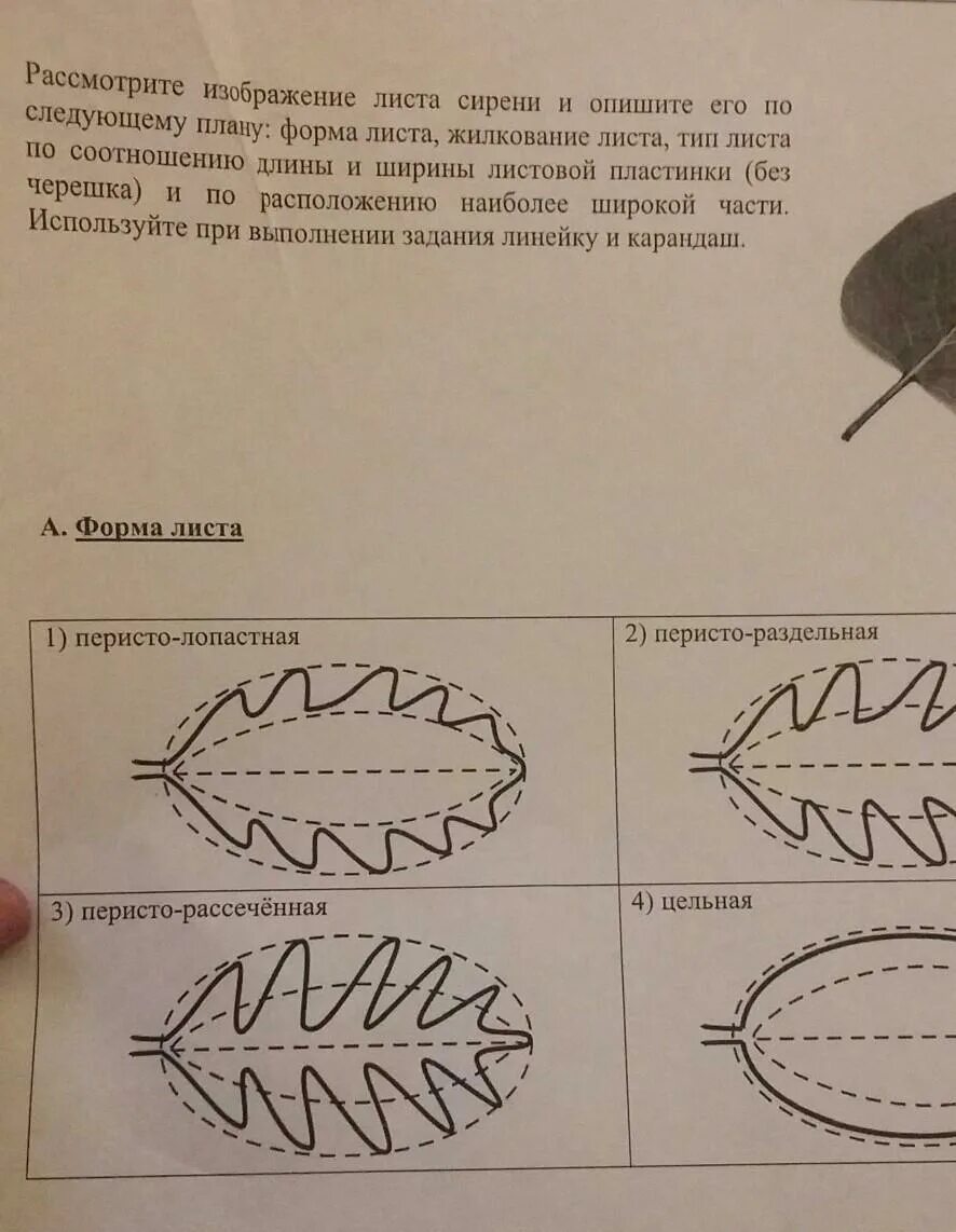 Форма листа киви. Рассмотреть лист. Форма листа. Рассмотрите изображение листа. Формы листьев растений.