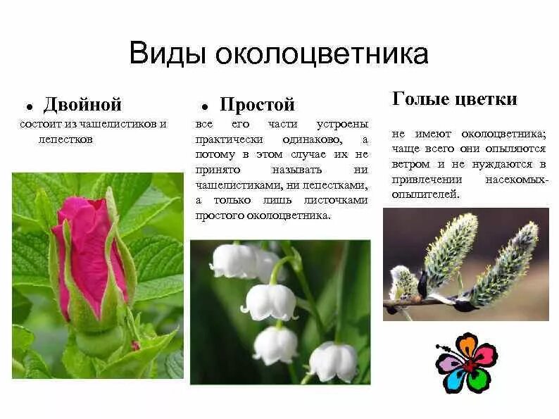 Как выглядит цветок с двойным околоцветником Строение цветка. Соцветие. Значение оплодотворения презентация онлайн