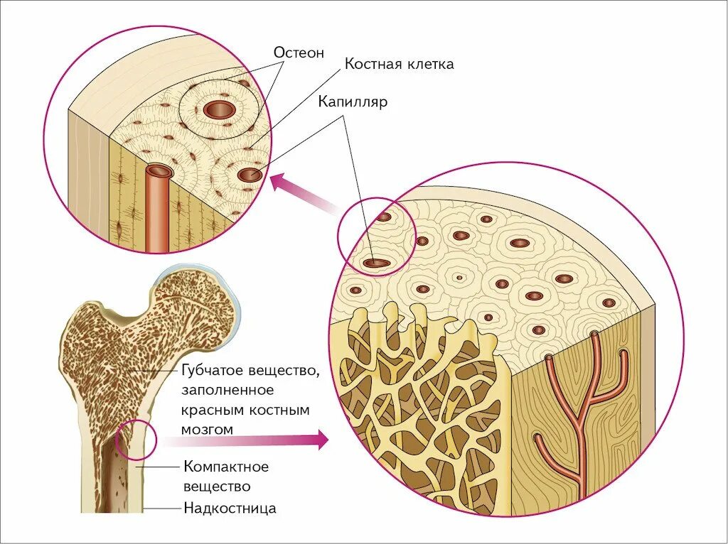 Строение кости Остеон ЕГЭ. Структура кости Остеон. Компактное вещество остеоны. Строение остеона костная ткань. Остеон ткань