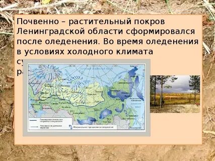 Ленинградский почва