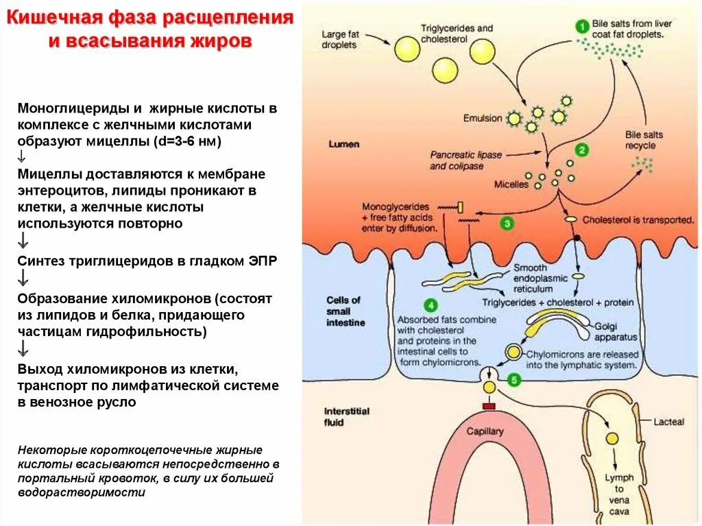 Всасывание жиров физиология. Механизм всасывания продуктов расщепления липидов в кишечнике. Переваривание и всасывание жиров физиология. Механизм всасывания продуктов распада липидов в кишечнике.