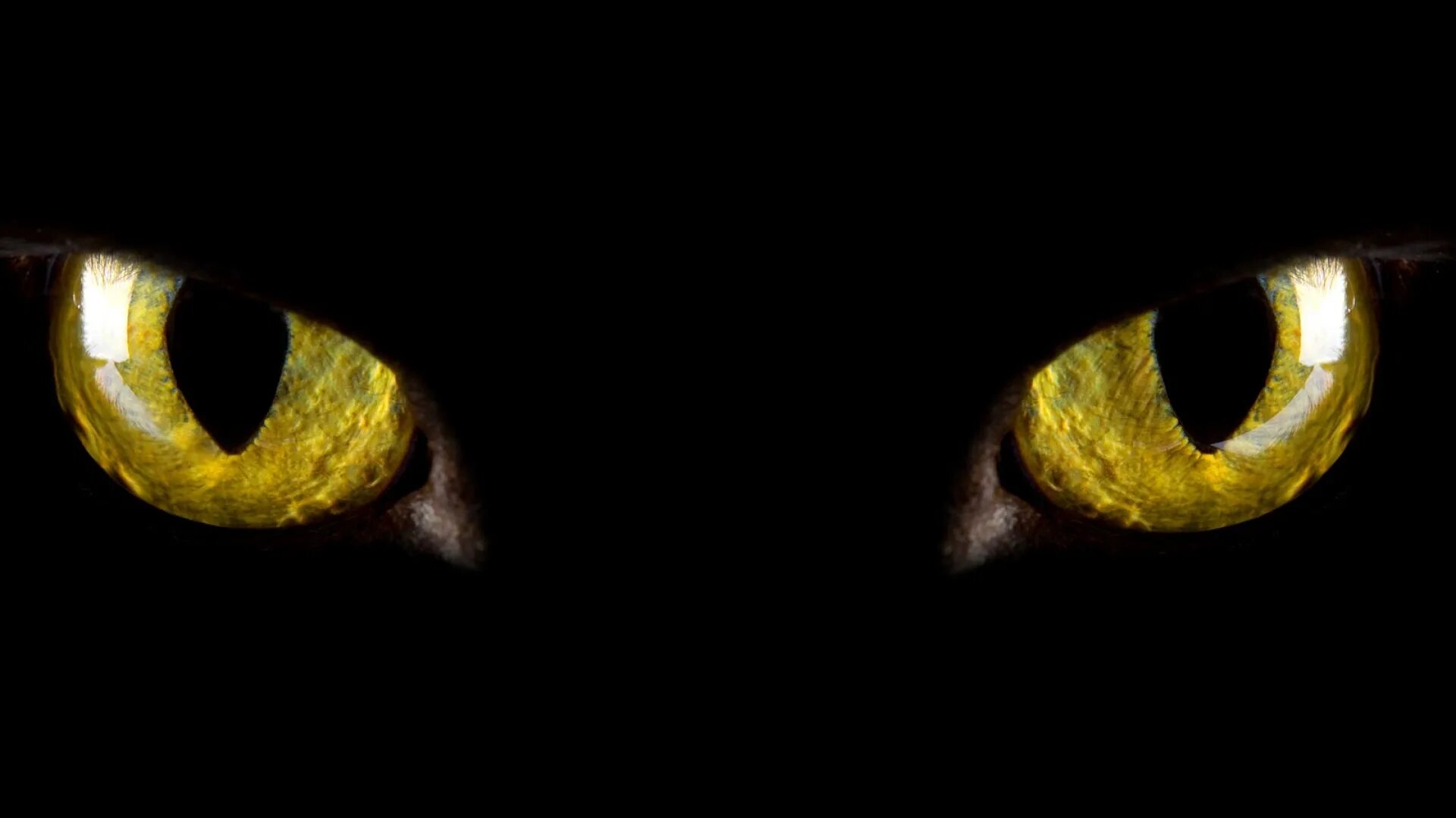 Большие глаза в темноте