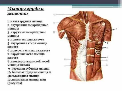 Нижний отдел туловища