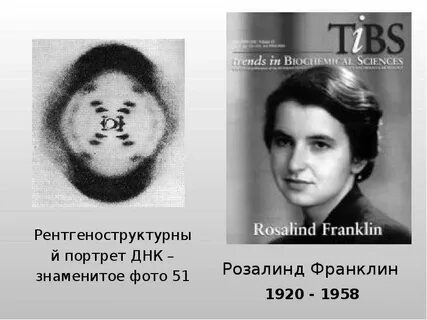 Фотография 51