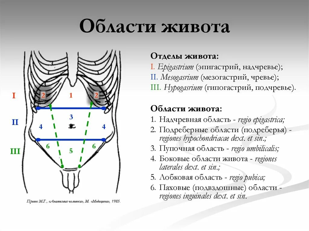 Анатомия живота эпигастрий. Область эпигастрия и мезогастрия. Топографические линии живота. Топографические области живота. Подложечная область живота