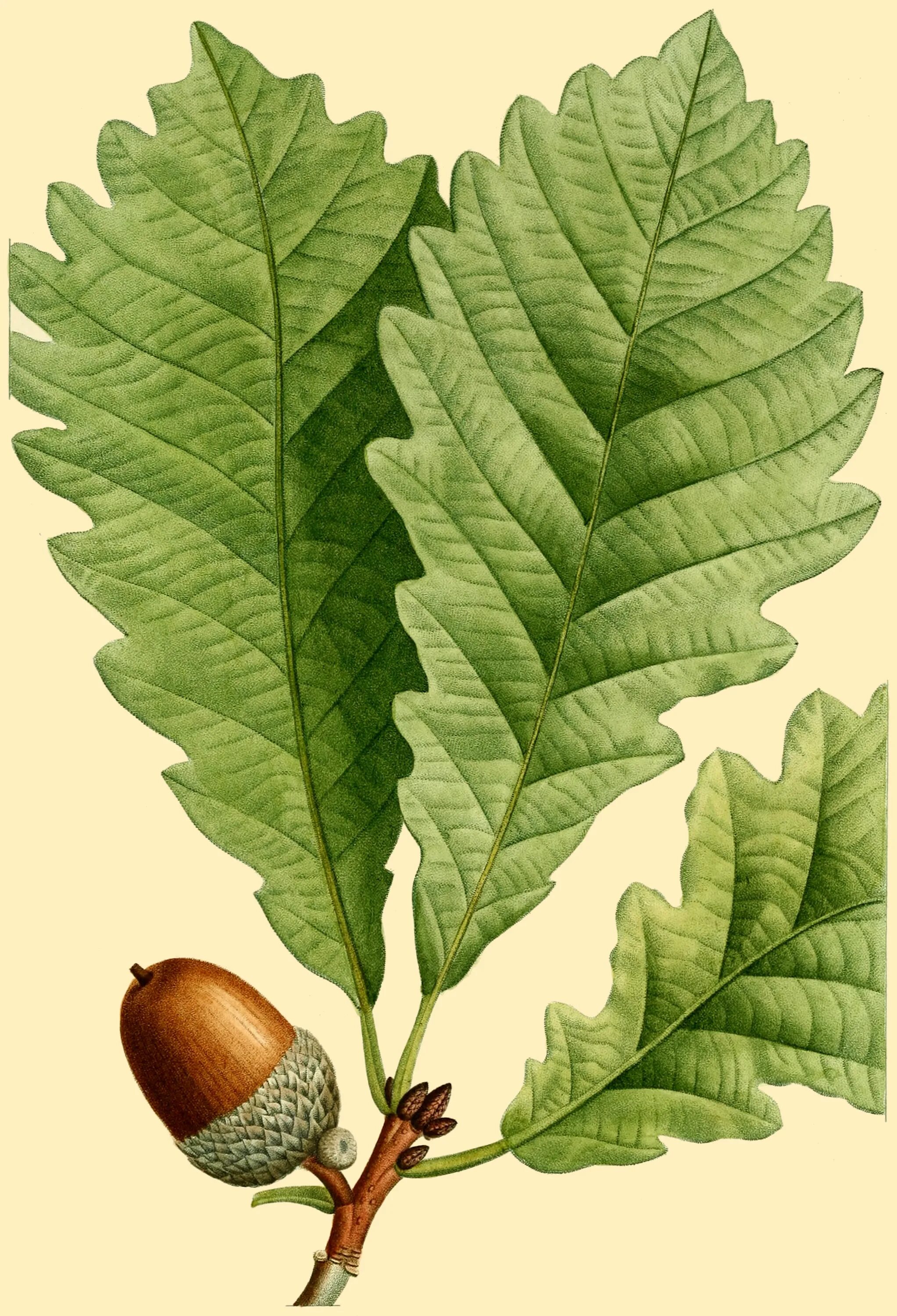 Ботаник лист. Quercus palustris желуди. дуб каштановый quercus prinus. лист (ботаника). дуб ботаническая иллюстрация.
