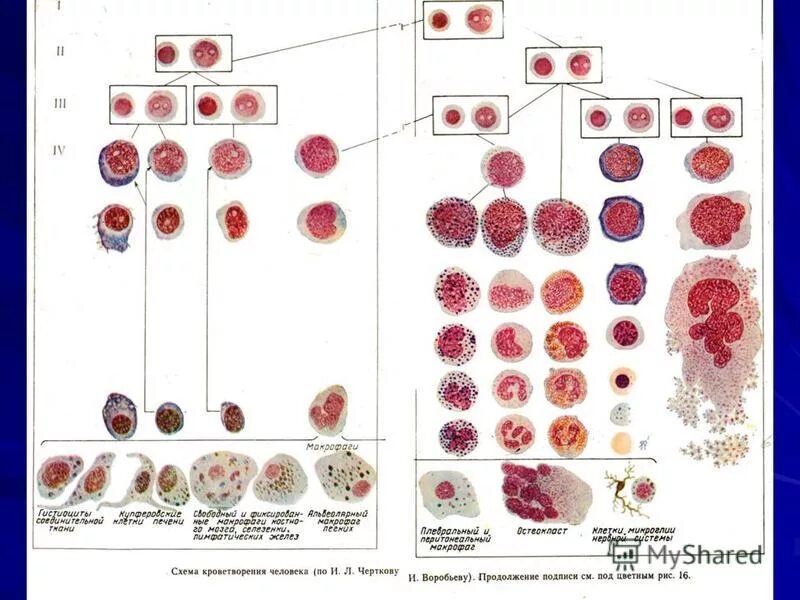 Клетки гемопоэза. Схема кроветворения гематология. Схема кроветворения по Черткову и Воробьеву. Схема гемопоэза гистология. Ростки кроветворения.