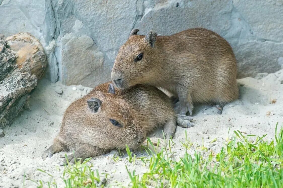 Three capybara pups born in Moscow Zoo / News / Moscow City Web Site