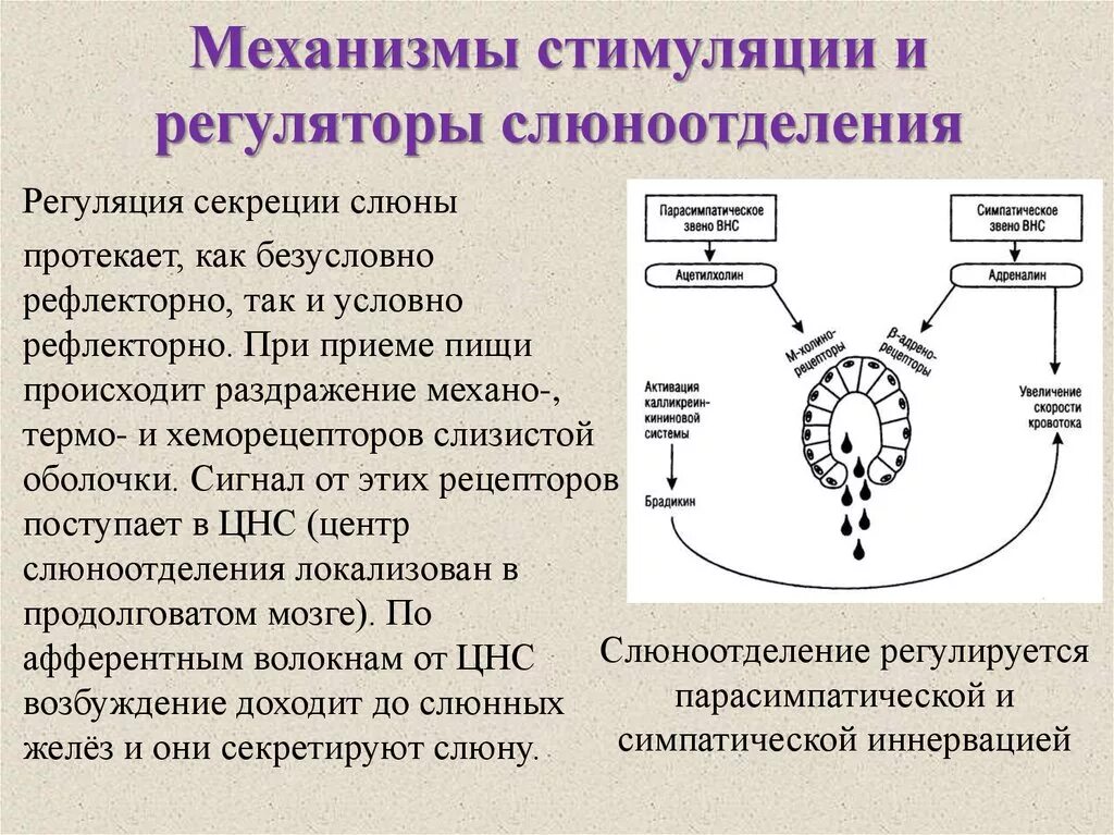 Парасимпатическая слюна. Механизм секреции слюны биохимия. Механизмы стимуляции и регуляторы слюноотделения. Механизм образования слюны и регуляция слюноотделения. Механизмы регуляции слюноотделения.