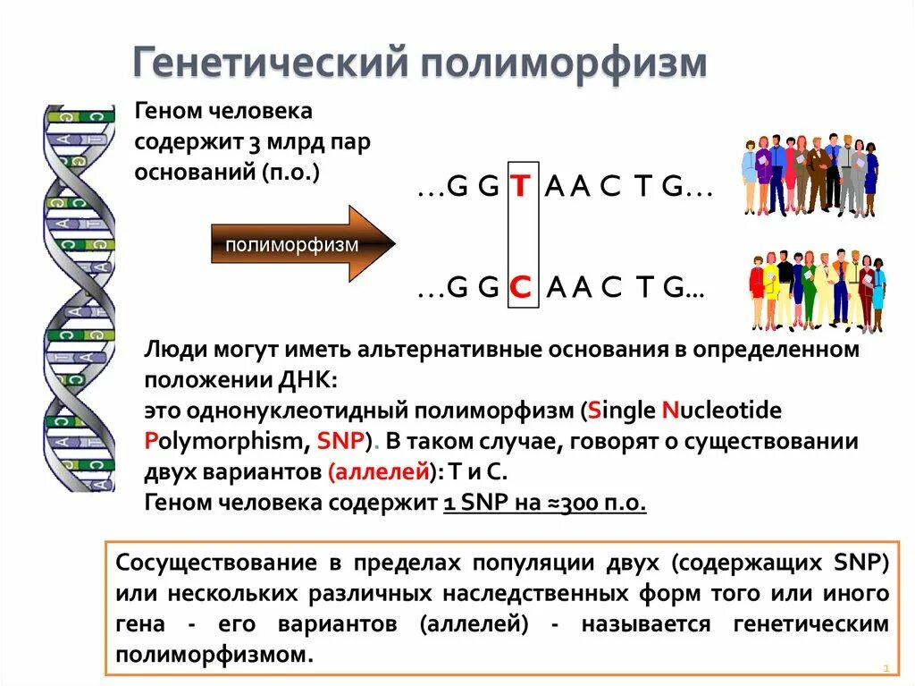 Можно ли назвать человека полиморфным