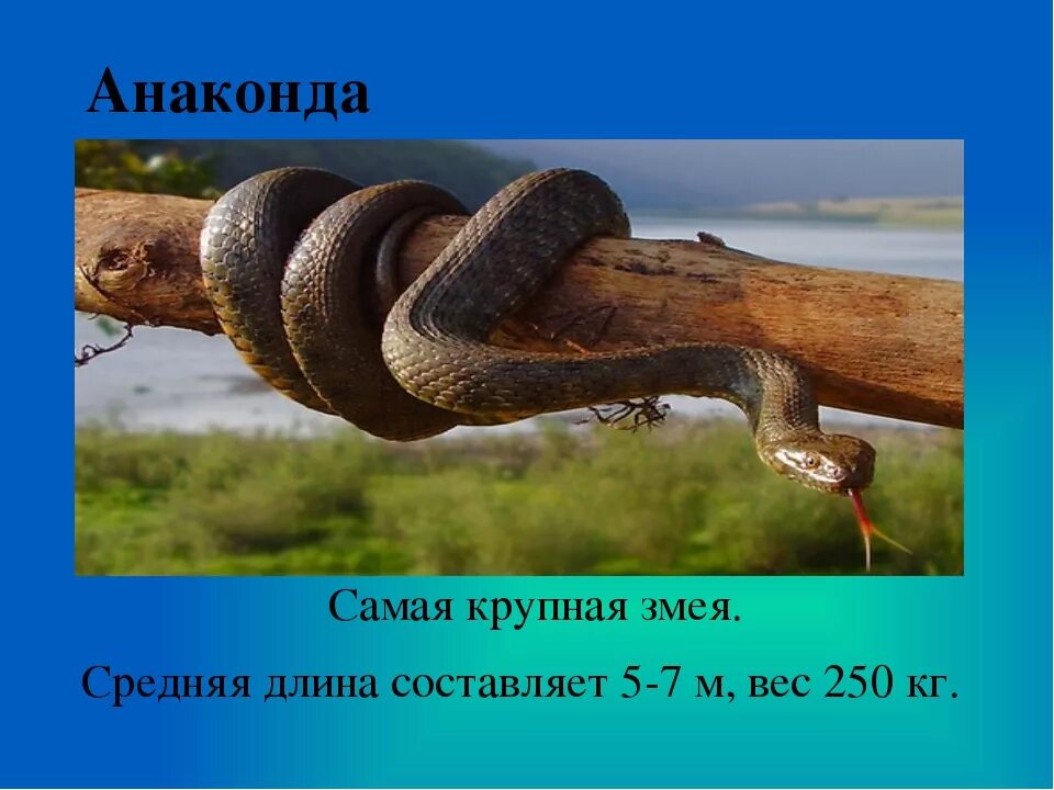 Мадонна по факту анаконда. Анаконда презентация. Анаконда факты. Удивительные факты о змеях. Кратко о змеях 2 класс.