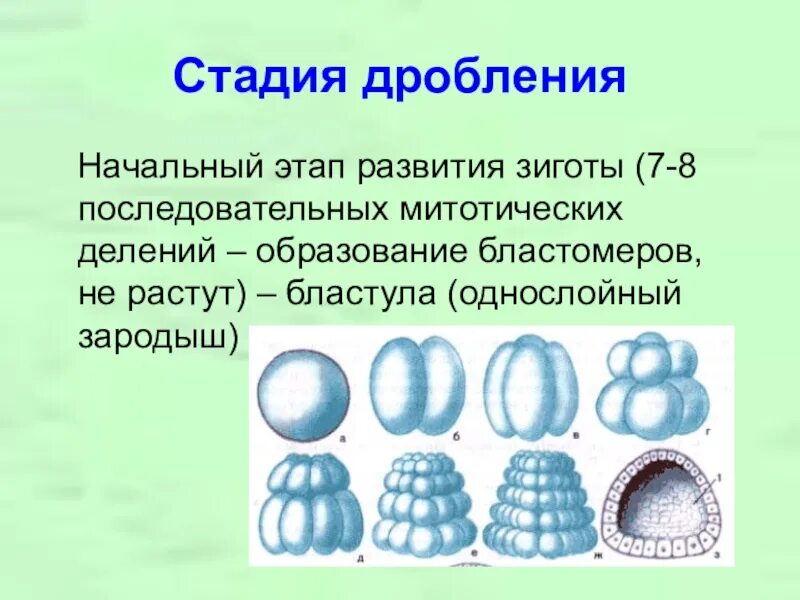 3 признаки зиготы. Период дробления бластомеров. Стадии дробления зиготы. Схема последовательных стадий дробления зиготы:. Стадии бластомеров.